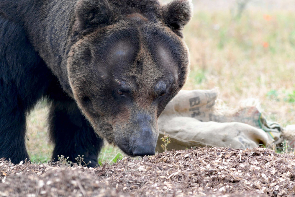人熊是什么动物人熊是什么生物图片