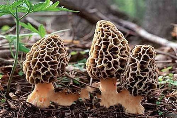 中国十大野生菌排名：杏鲍菇上榜，第一口感似牛肉