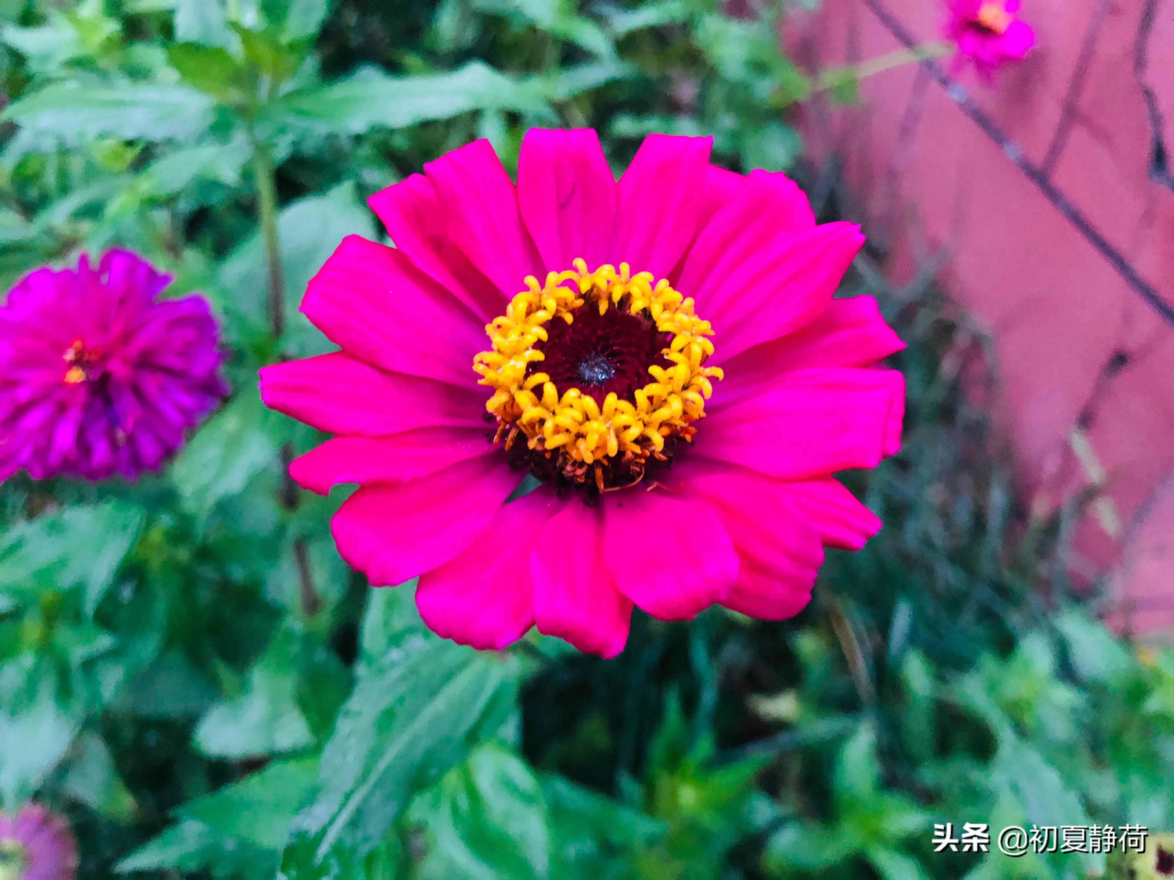 秋雨的深情，都藏在了花中，傍晚随笔