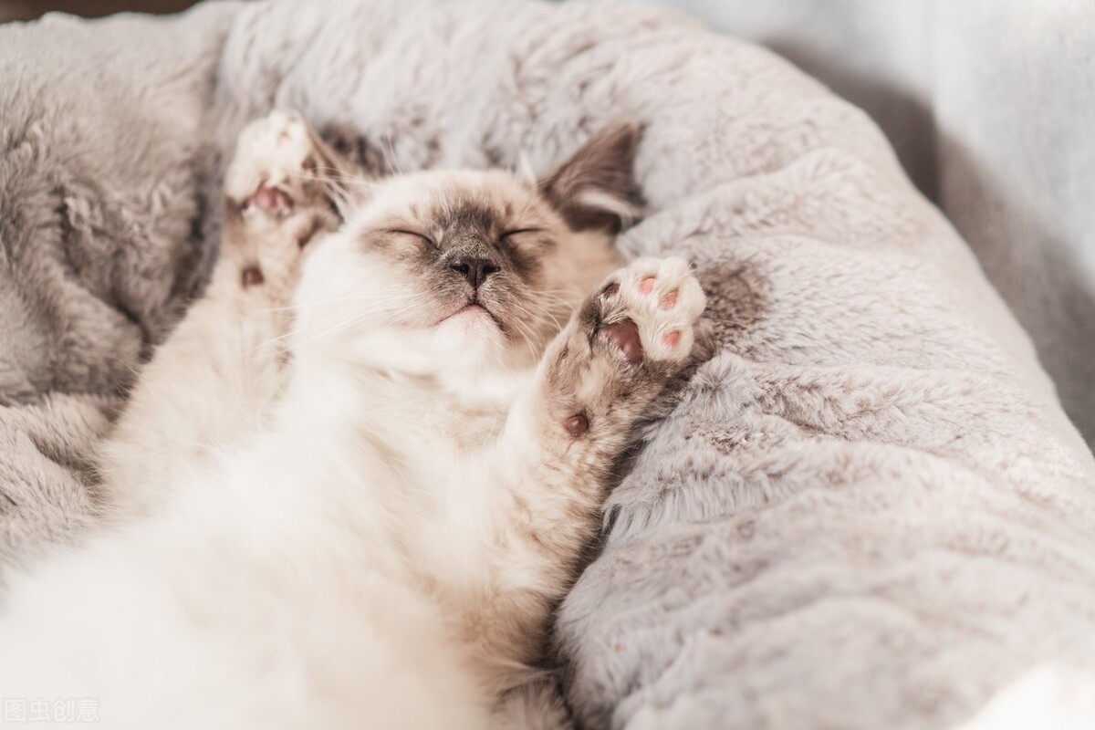 养猫一个月多少预算，新手养猫的注意事项？这些东西一定要注意