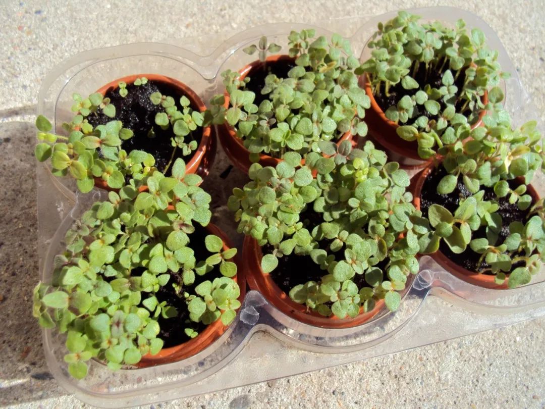 花朵灿烂鲜艳的金鱼草,一般种在院子里,还能养花盆中