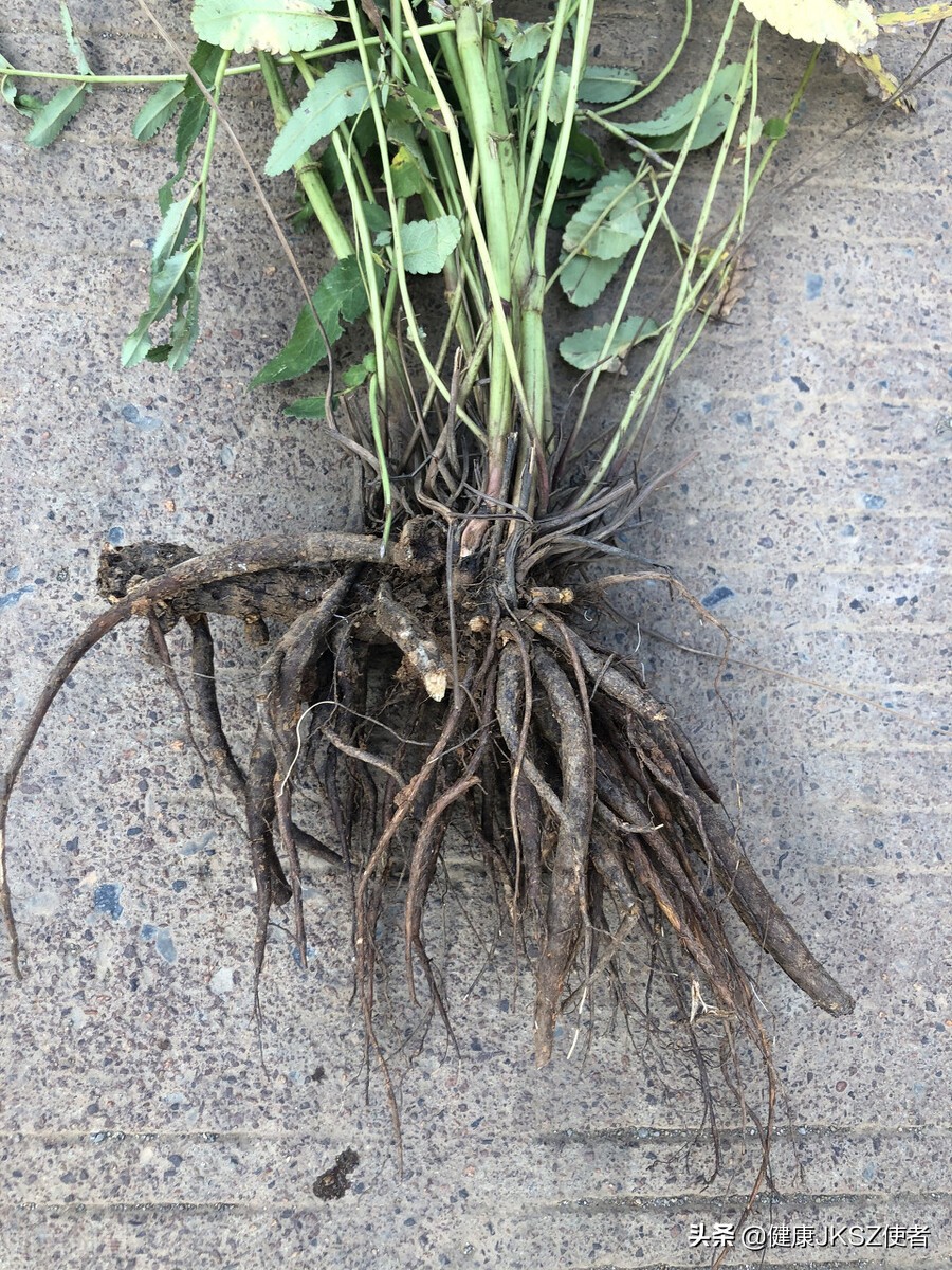 "地榆"的功效及其应用