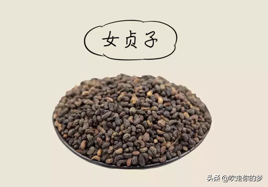 女贞子的功效与作用 女贞子和菟丝子泡水喝有什么功效-起航号