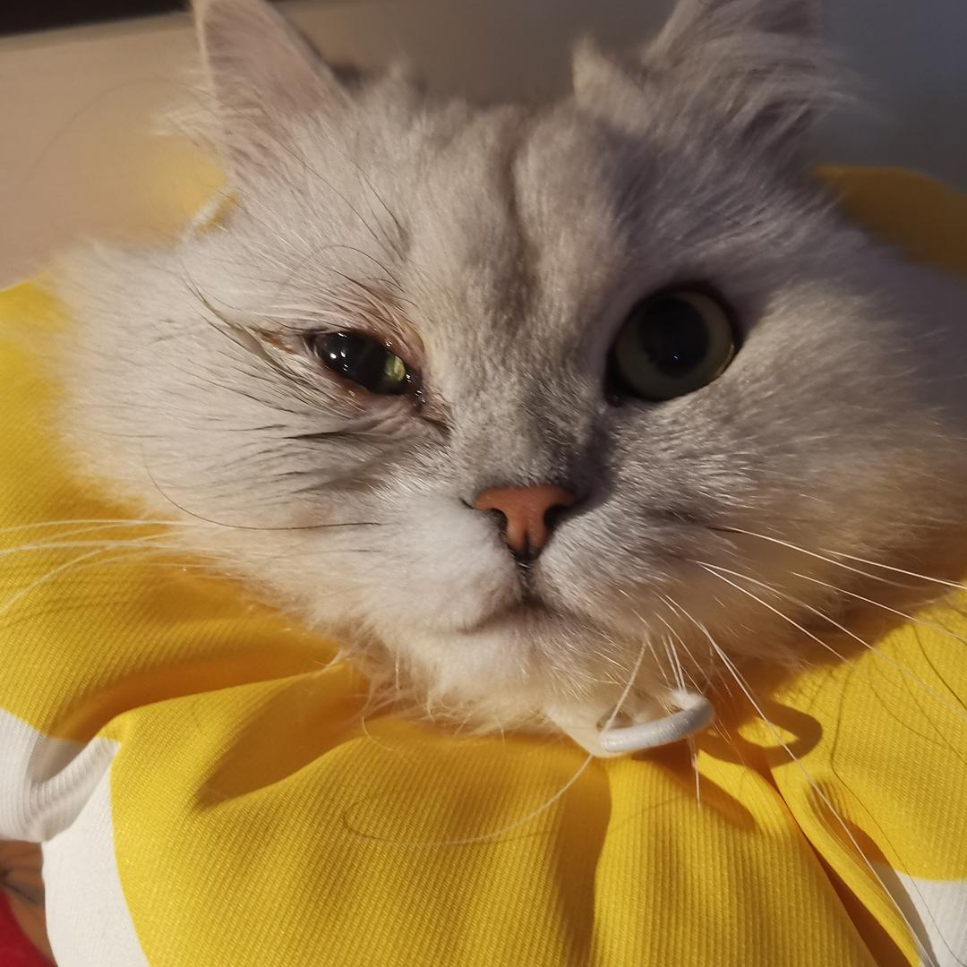 猫眼泪多是怎么回事？