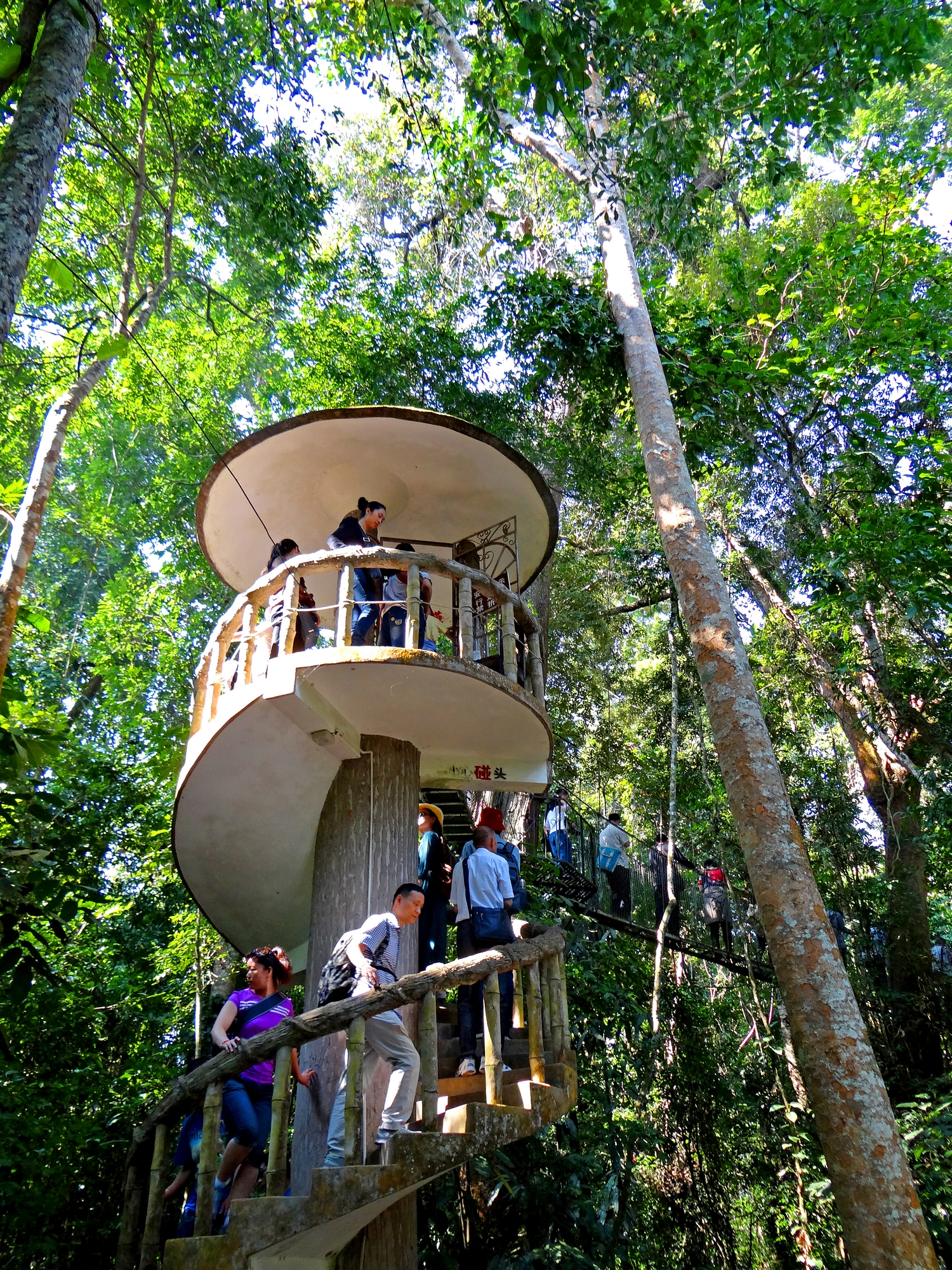 原始森林公园和望天树景区_西双版纳热带植物园和望天树景区哪个好玩