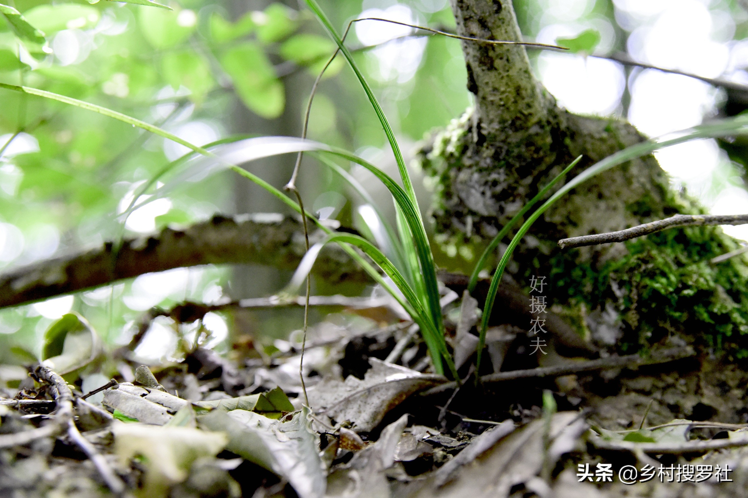 野生金边兰草值多少钱(遇到这样的野生兰花艺草) - 价格百科