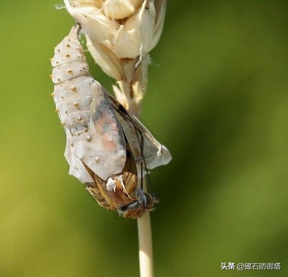 雞湯：從蝴蝶中學會這些，你會受益一生