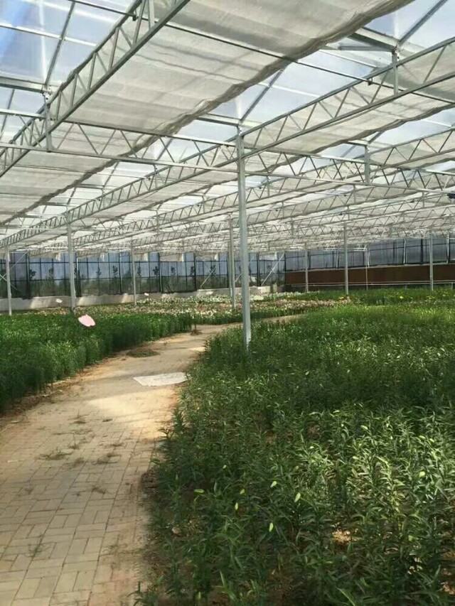 玻璃温室大棚造价多少钱