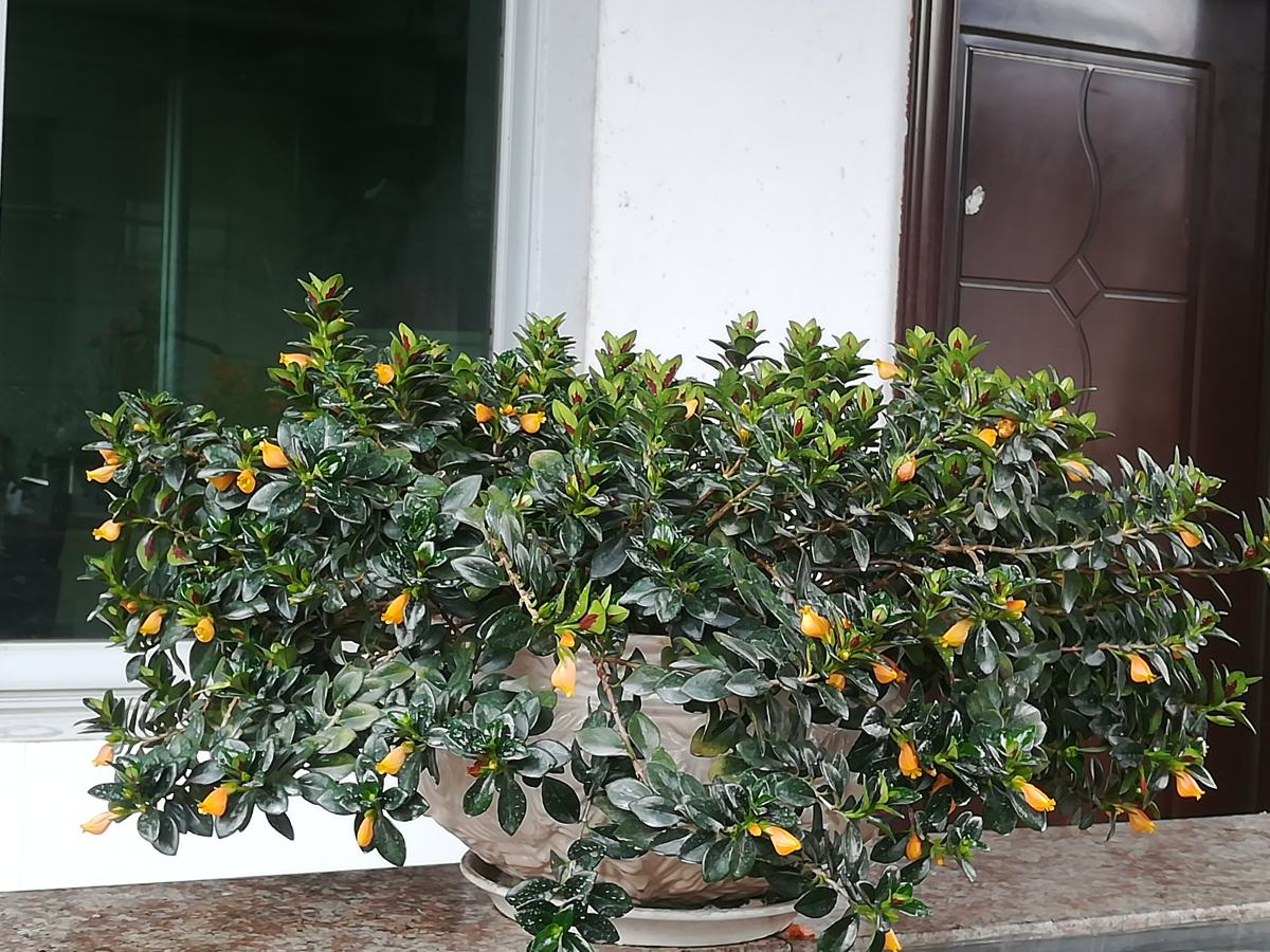 开花多，好养活，抗病虫，这才应该是“真正网红花”