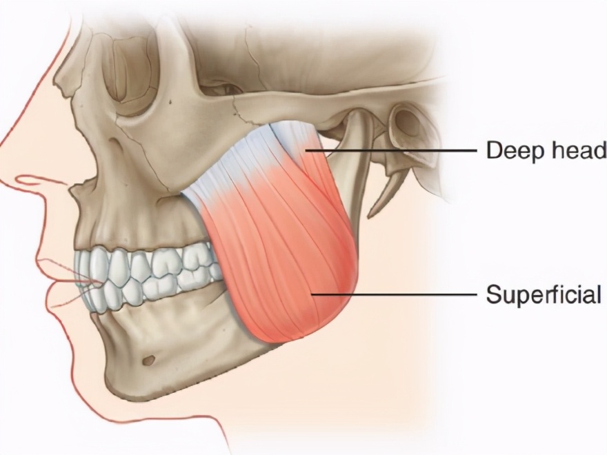 咬合肌在哪个位置图片图片