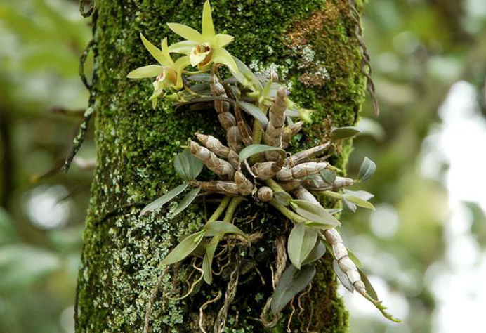 仙草有哪些 十大仙草排名-诚智百科网