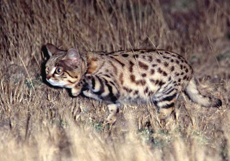 被全世界禁养！非洲最小的猫，猫科捕猎效率最高的“杀戮机器”