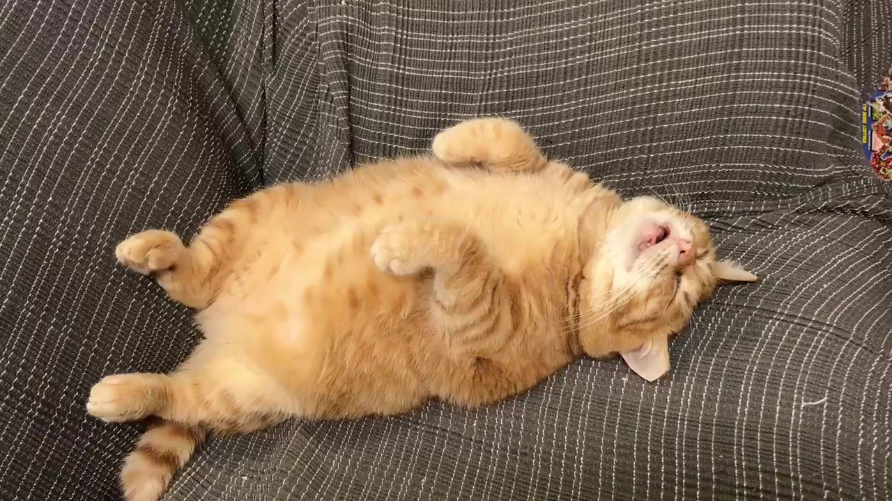 猫咪的颜色如同星座,反映着它们的性格,教你从花色判断猫咪性格