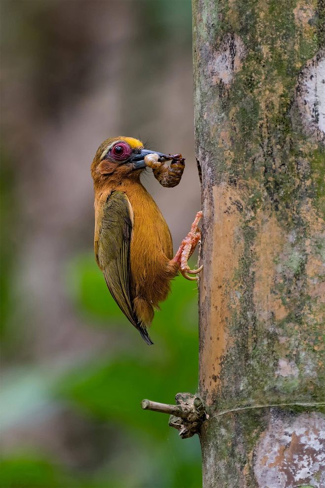 啄木鸟:森林中的"害鸟",并非"森林医生",我们被老师骗了