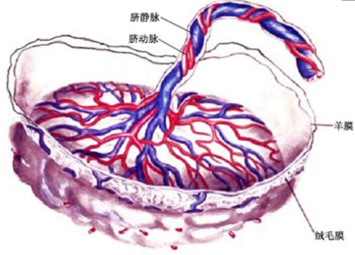 胎盘和婴儿连接的图片图片