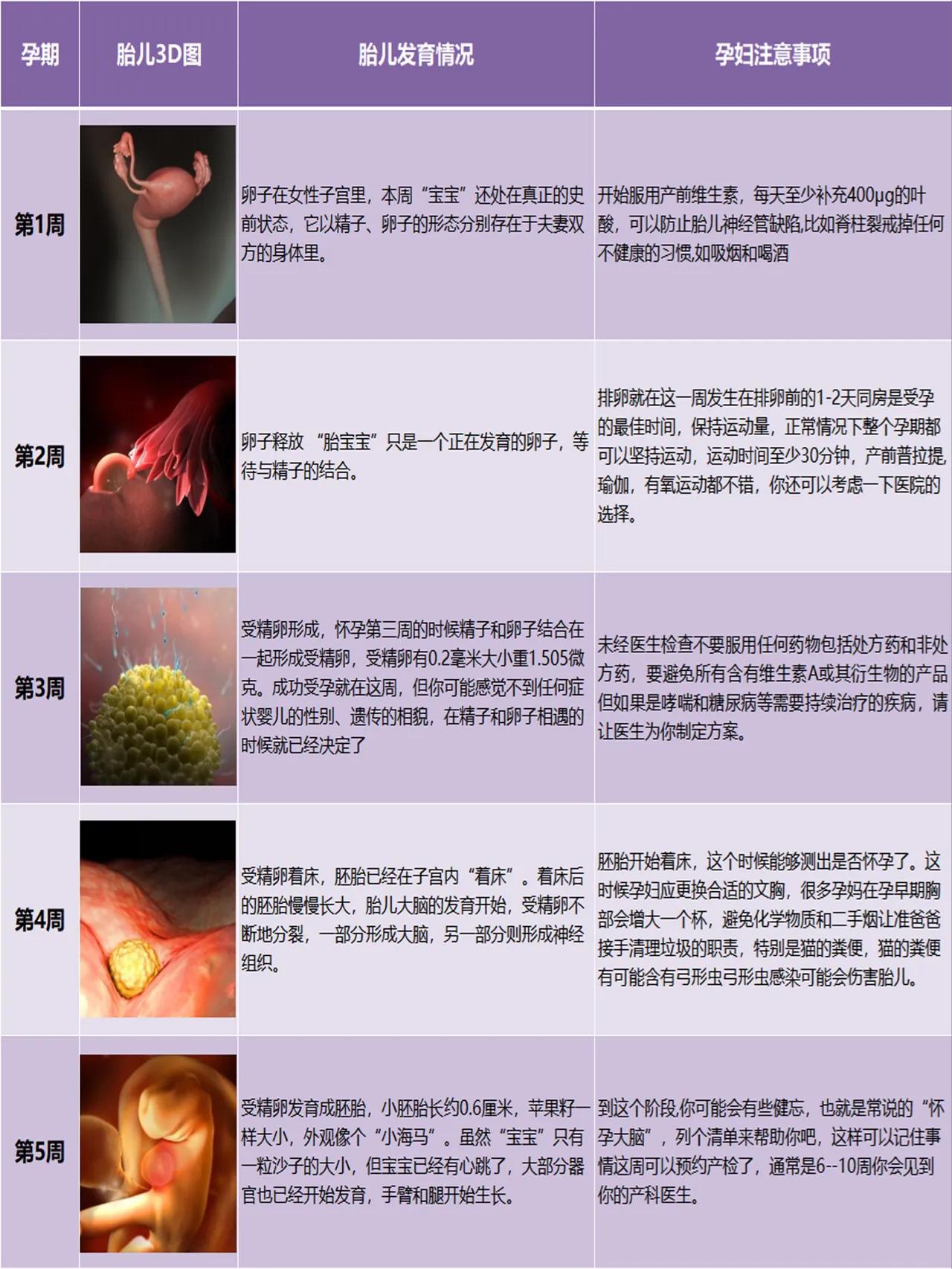 怀孕各阶段胎儿发育1-40周的3D变化图