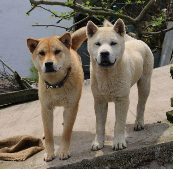 中华田园犬并不土,这几种"高颜值"土狗,你最爱哪一种?