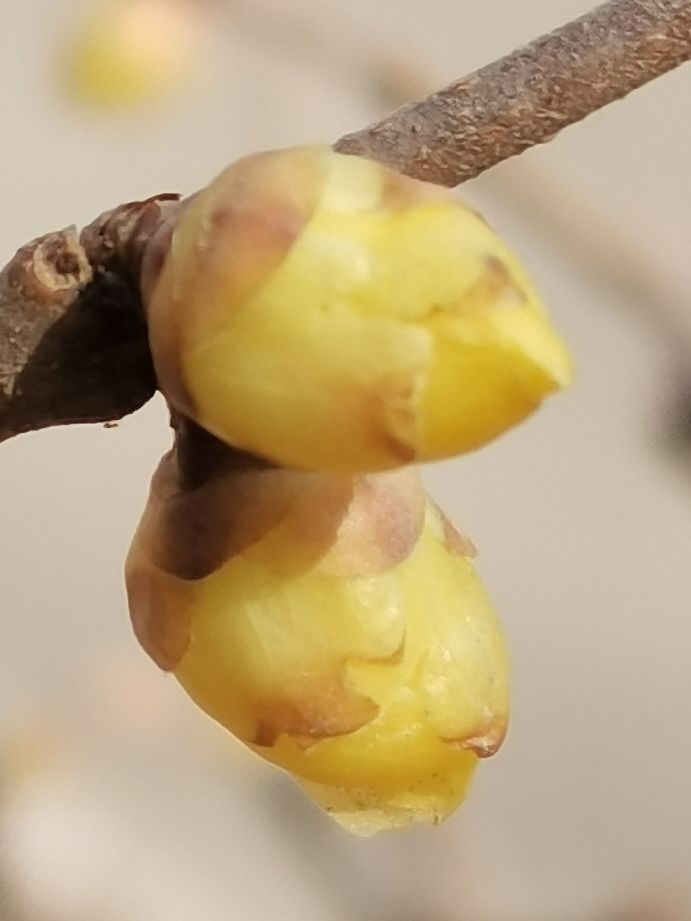 迎春花生长记录图片(图文讲解迎春花的生长过程)