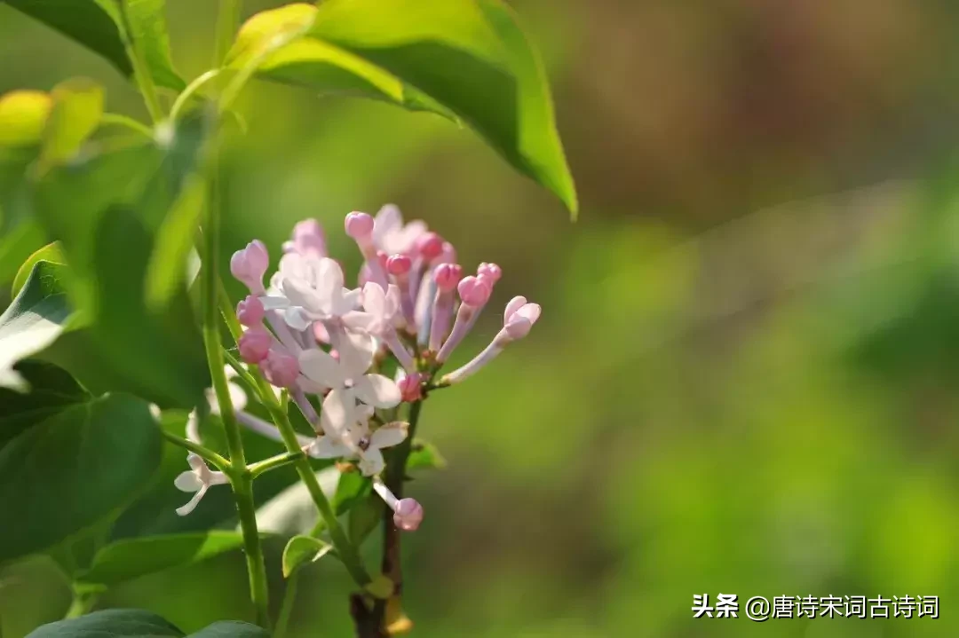 15种开在春天里的花,送给大家15种春天里的诗意