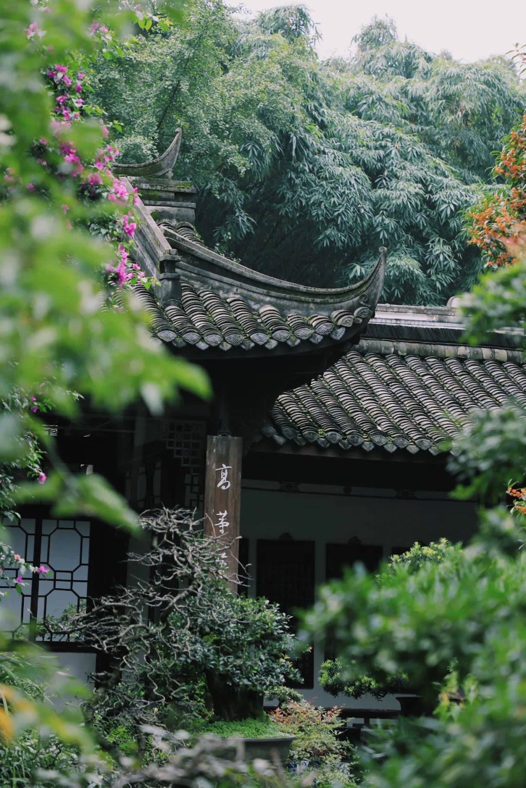 秋雨绵绵|执伞细雨中,漫步草堂间