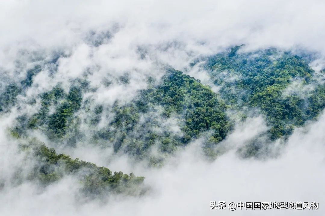 “人间秘境”，“神话之乡”，云南的“孔雀尾”开屏有多美？