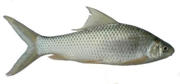 泰鲮鱼图片,鲮鱼图片