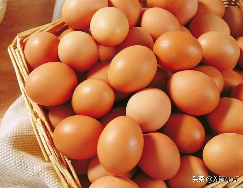 今日单县的鸡蛋价格，郑州鸡蛋价格 今日价