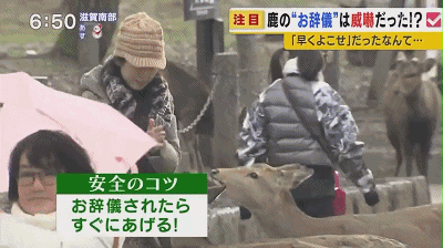 奈良小鹿一年伤了209人！8人骨折！原来鹿有这个反应是攻击的意思