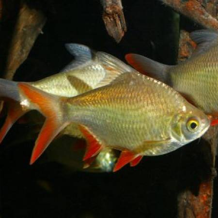 白玉凤凰鱼怎么养详细介绍「干货」 -骁龙网