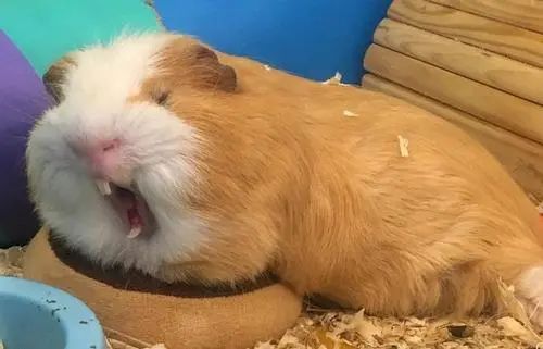 天竺鼠好养吗 天竺鼠和仓鼠的区别 - 百科叔叔