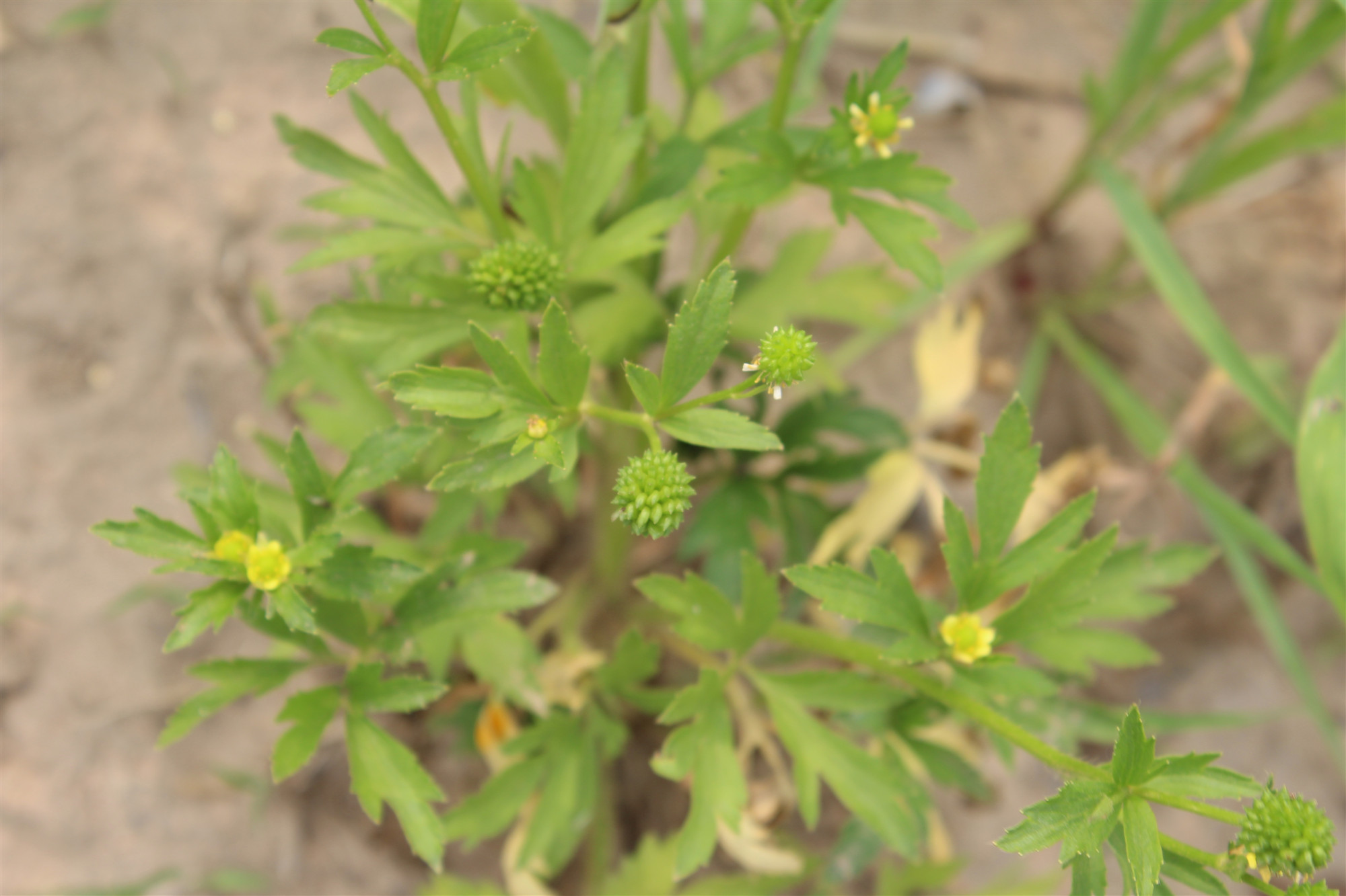 中药科普之---石龙芮