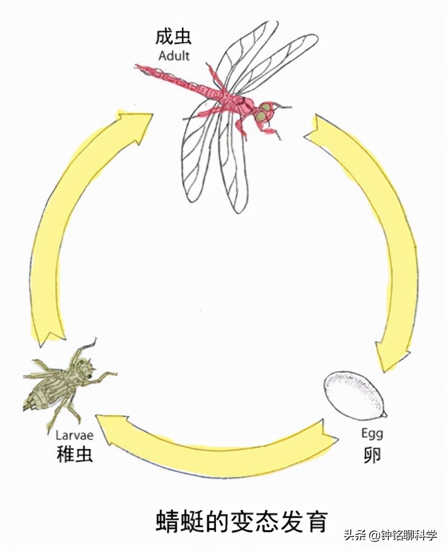 蜻蜻蜓怎么进化图片