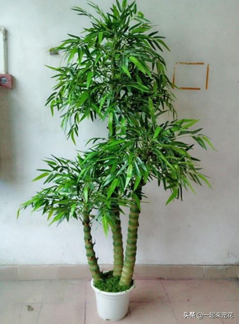 盆栽竹子的种类(盘点4种清秀文雅客厅必养的竹子)