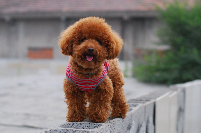 最流行的几种“小型犬”，附上价格参考，千万别买贵了