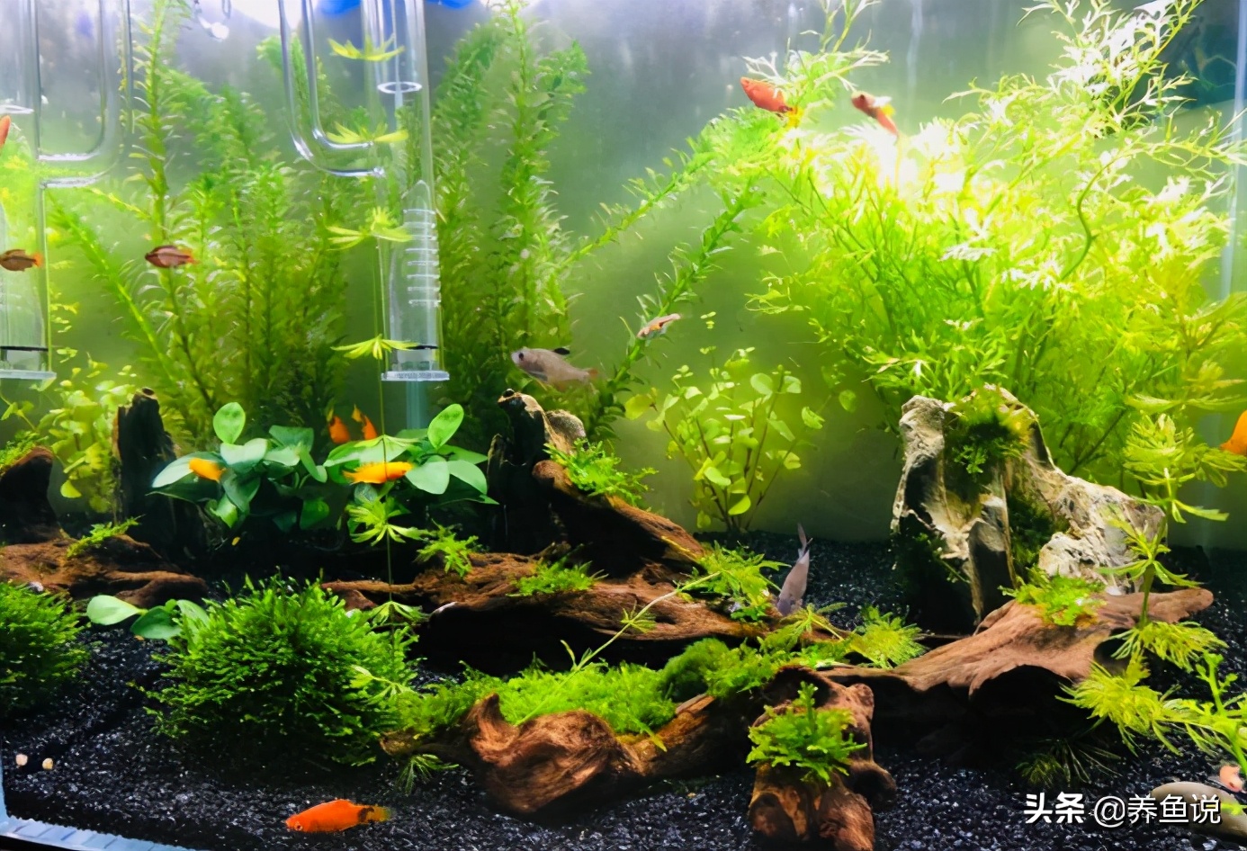 草非常容易获得,特别好养,甚至有时丢到备用缸里面,就为了让鱼缸里面