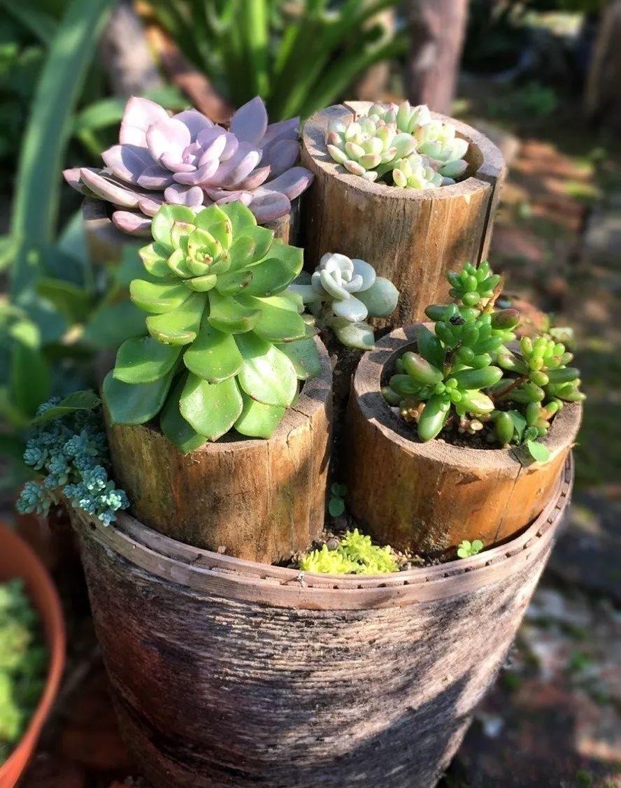 除了用葫芦种多肉外,竹筒种多肉也是肉友"小面拉团"的得意之作,而且一