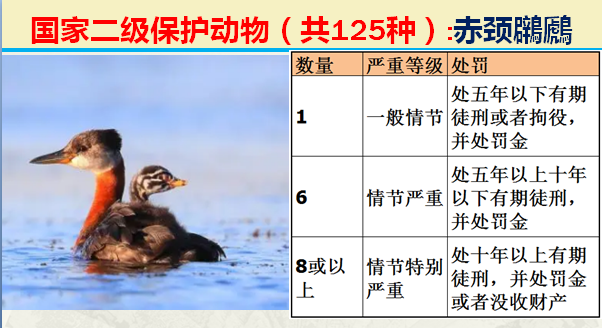 二级保护动物（国家最新125类二级野生保护名录）