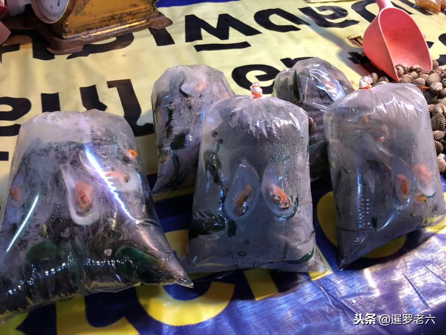 泰国公寓的厨房很小吗？当地人想煮国王？北京兄弟和你！