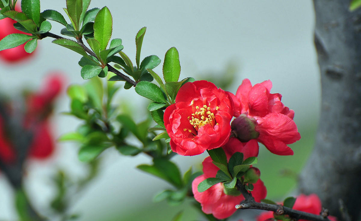 海棠花期(西府海棠花期)