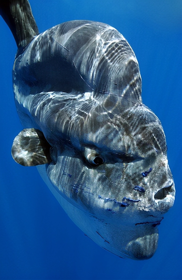 海底一萬米，居然有長得這么驚悚的生物，我居然一個都沒見過