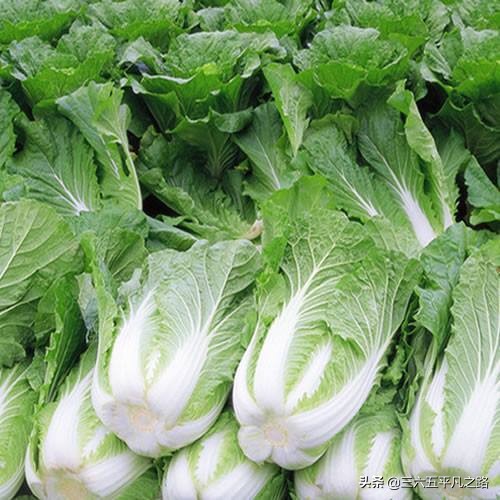 “头伏萝卜二伏菜，三伏里头种白菜”，三伏可种什么菜？答案来了