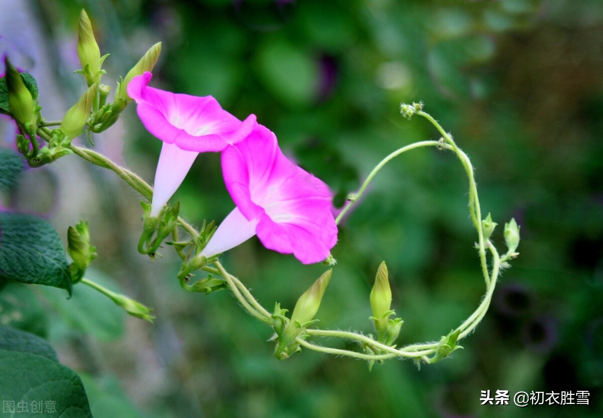 五月朝颜，牵牛花五首：名在星河上，花开晓露间，竹引牵牛花满街