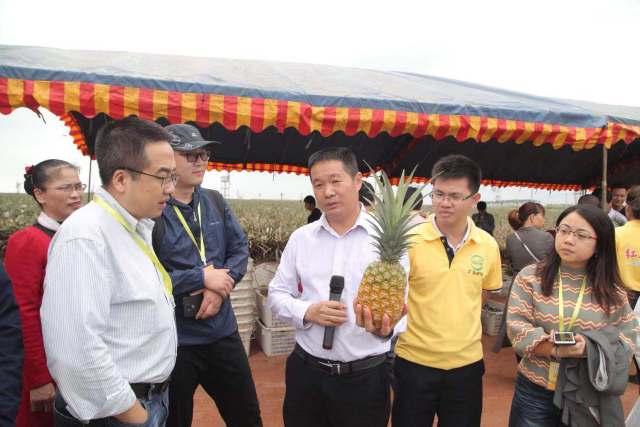徐闻菠萝产销对接会火热进行！现场签约采购1.84亿斤