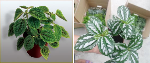 常见50种植物（50种常见的室内盆栽绿化植物）