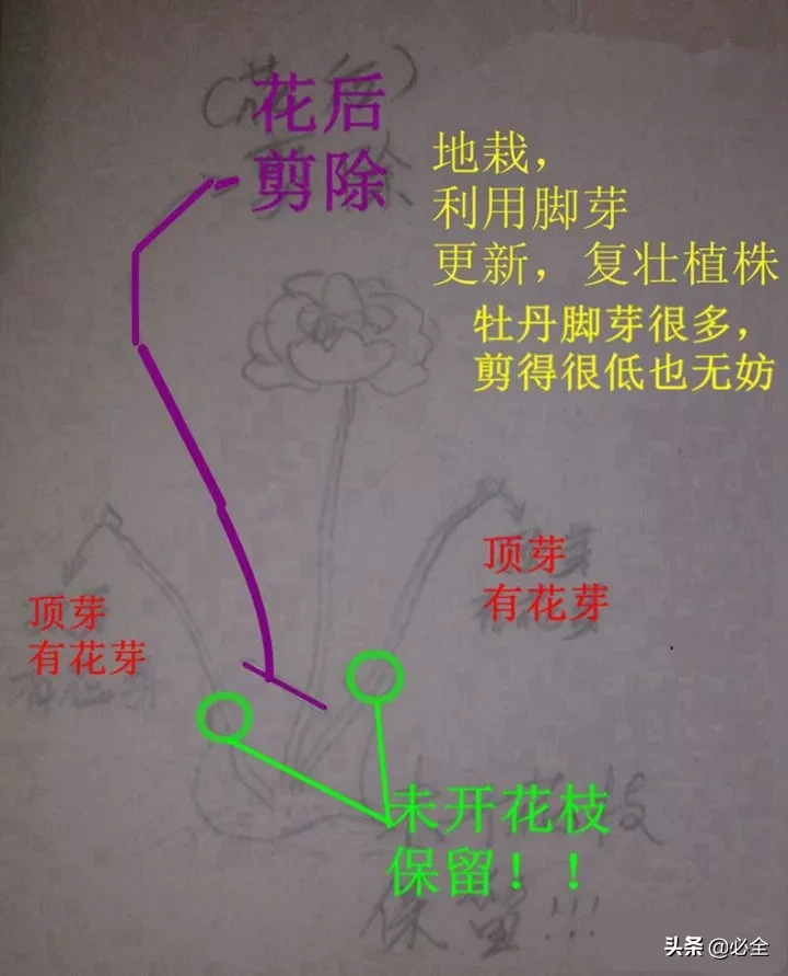 花怎么剪(jian)是什么（花怎么剪教程(cheng)）-第14张图片-昕阳网