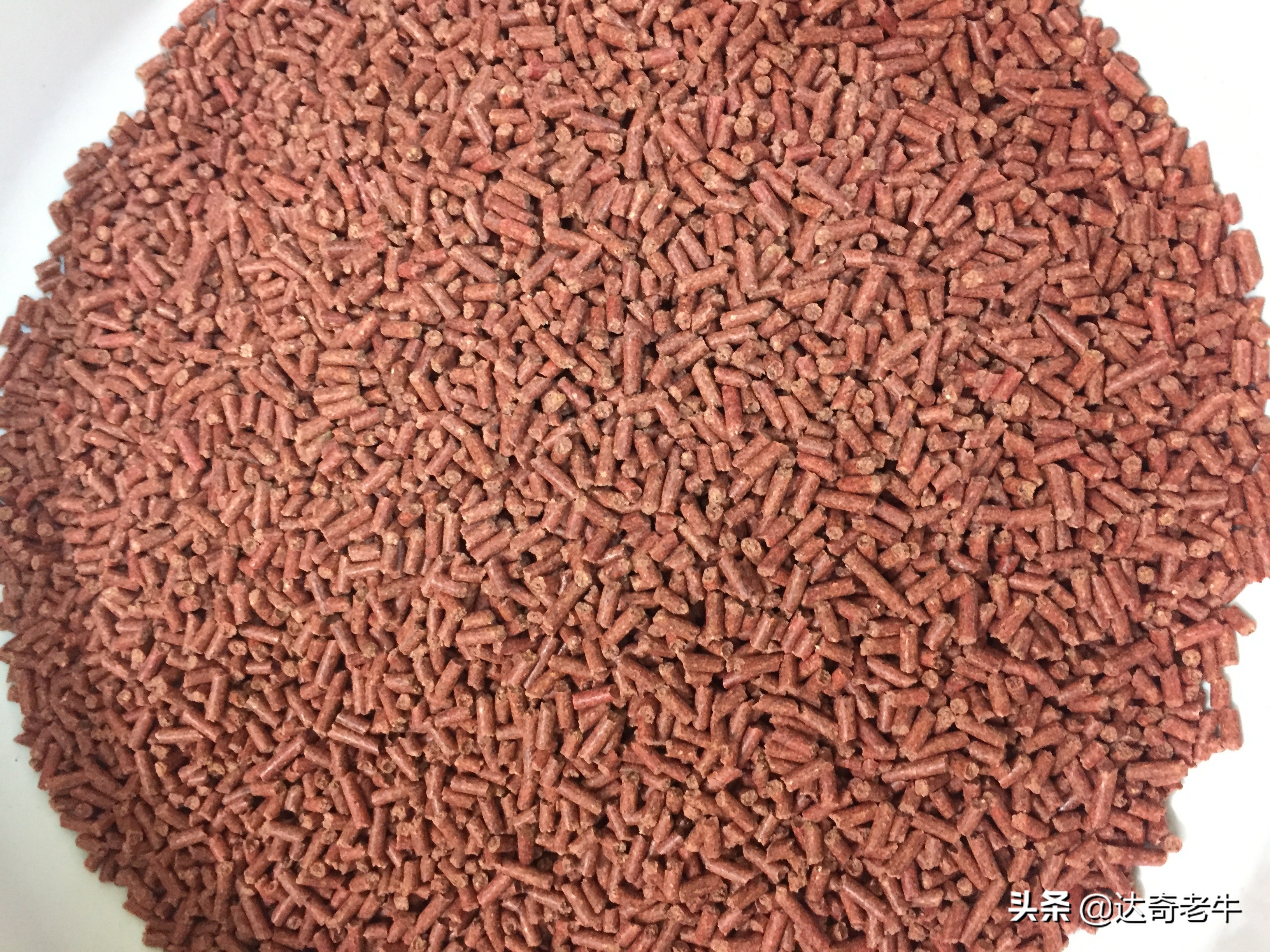 养殖颗粒的5类钓鱼用法，有1种被禁止多年，至今有人“偷”着用