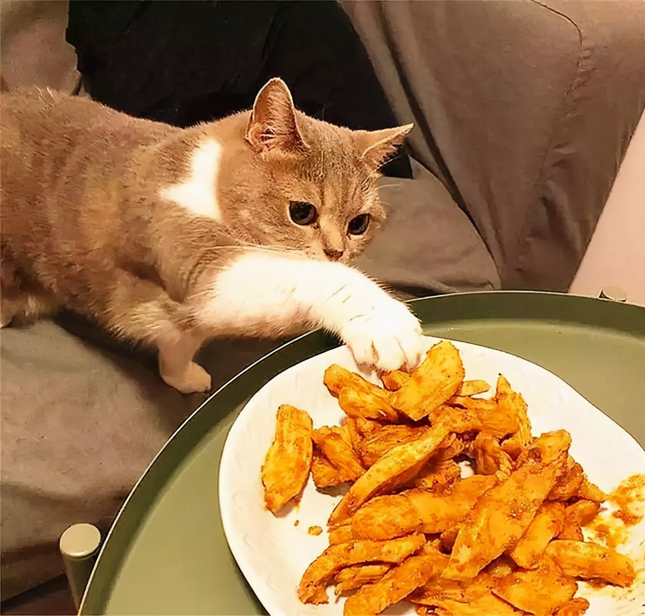 猫能吃火腿肠吗（一文详解猫咪禁吃的食物有哪些）