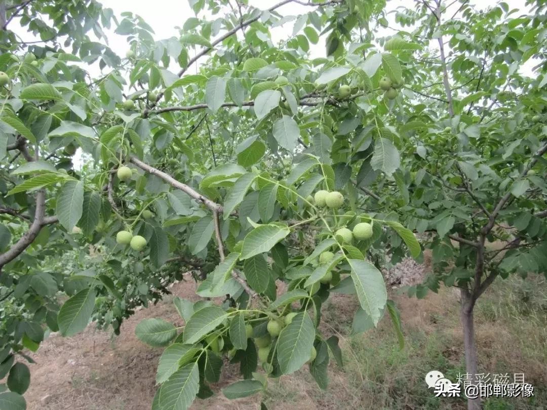 大美磁县：暑热纳凉好去处！这些传统村落有你想不到的美