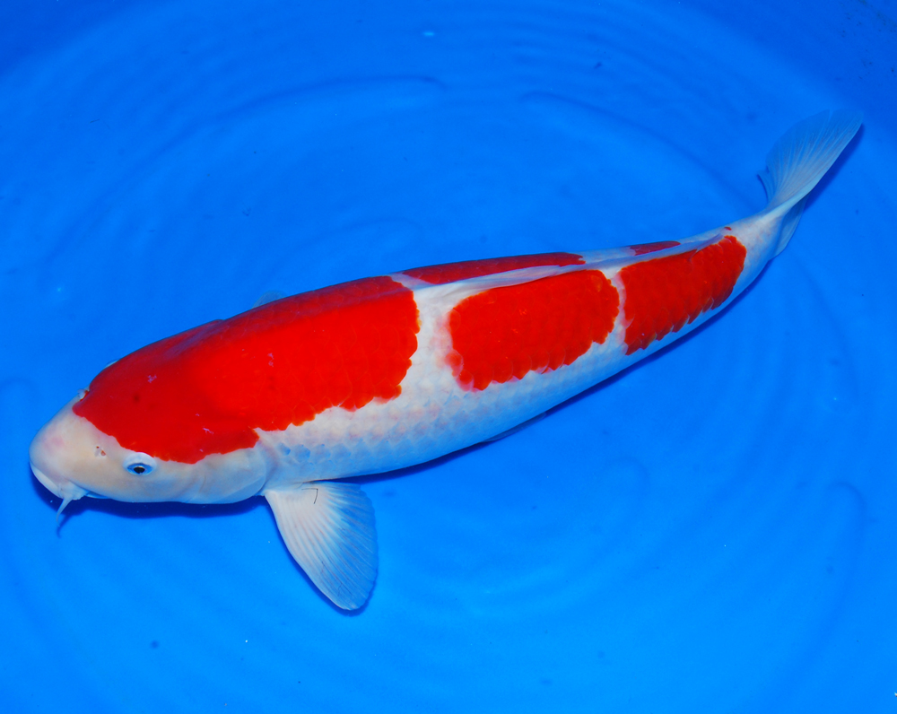 锦鲤鱼体型标准图片图片
