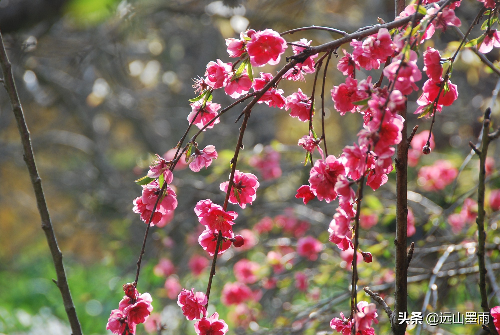 碧桃:一种观花不食果的桃树,盛开在春天里,是一帘很美的花瀑